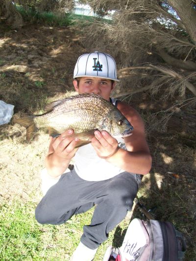 big bream 43cm